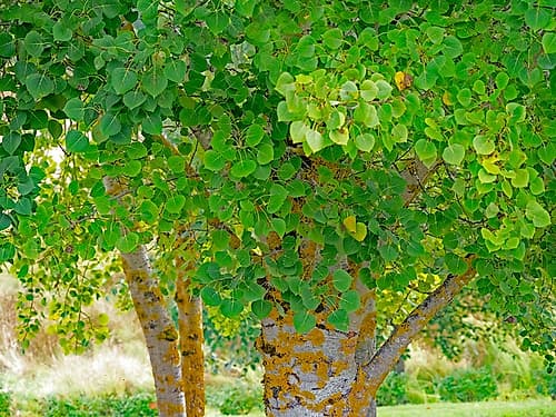 USA-Washington State-Bellevue Ginkgo Tree green leaves Art Print